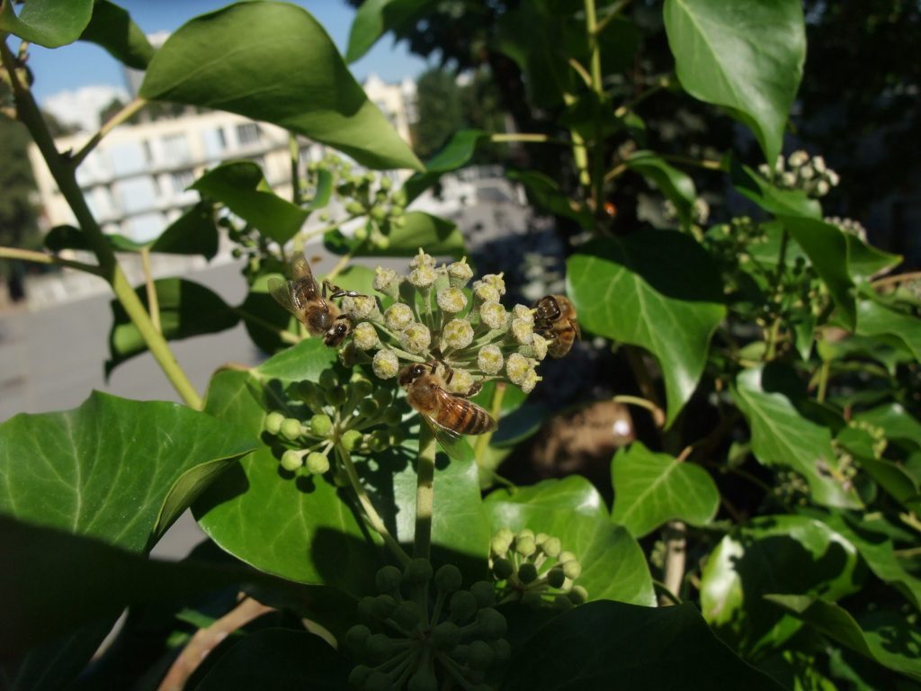 Abeille (apis mellifera) sur le lierre