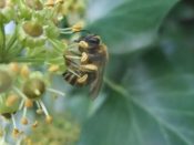 Colette hederae sur le lierre