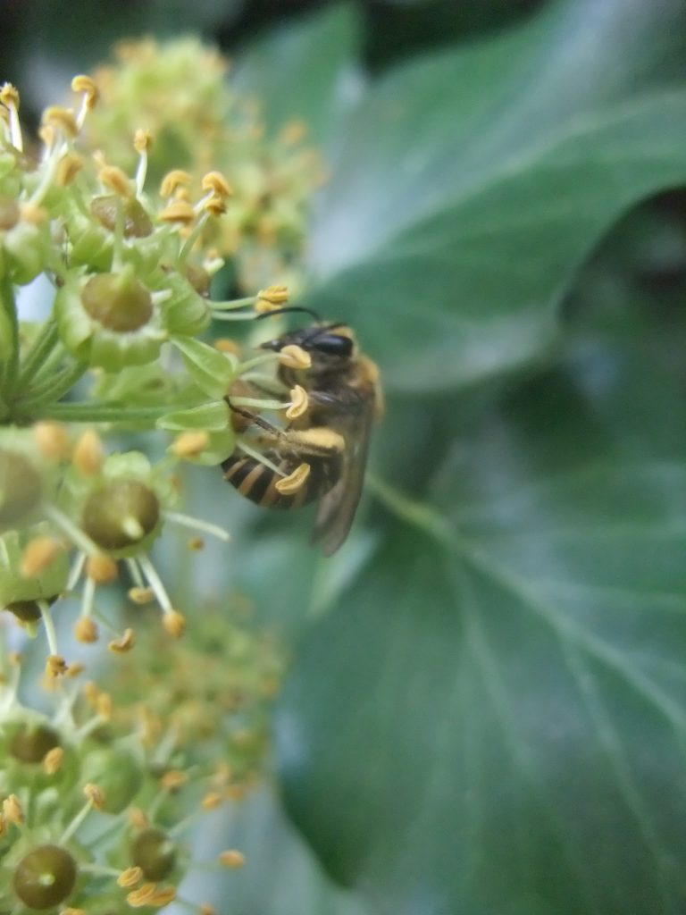 Colette hederae sur le lierre