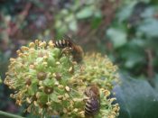 Colette hederae sur le lierre