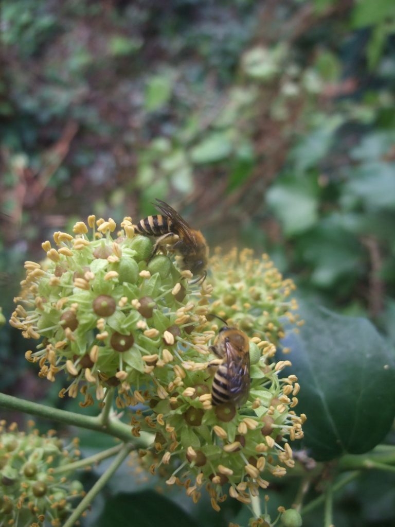 Colette hederae sur le lierre