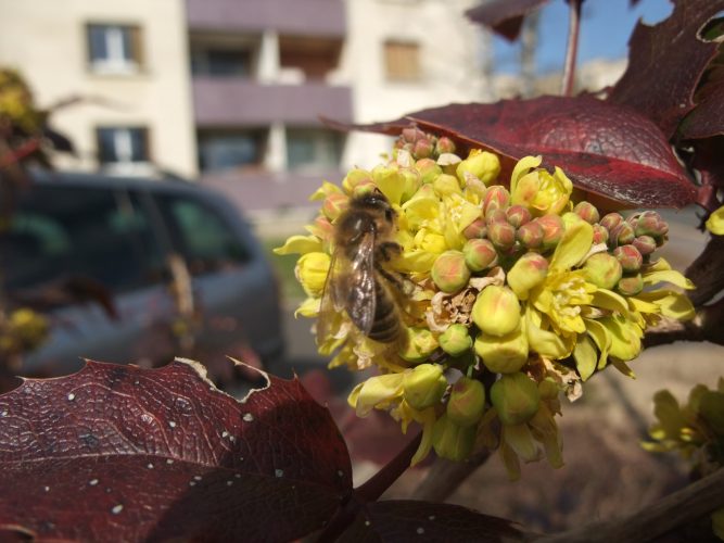 Mahonia