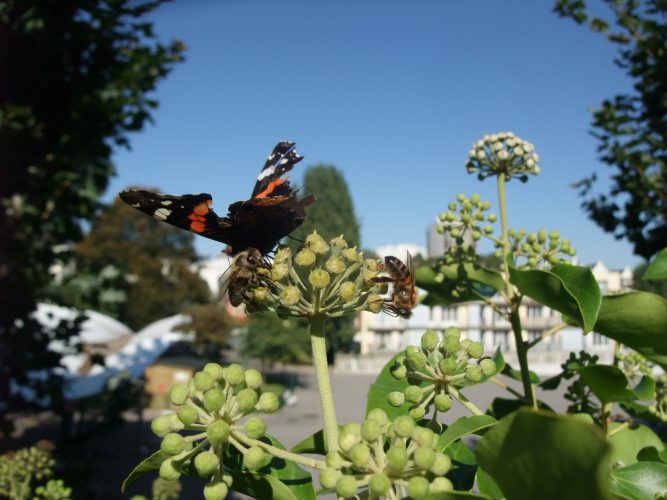 Abeilles et papillon sur le lierre